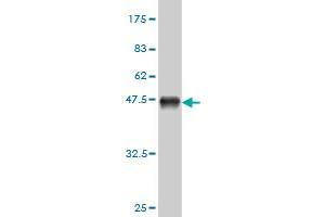 Western Blot detection against Immunogen (40.