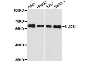 Western blot analysis of extracts of various cell lines, using NUCB1 antibody. (Nucleobindin 1 anticorps  (AA 302-461))