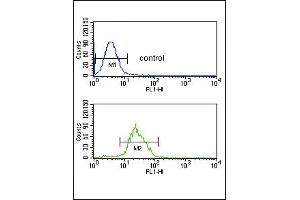 ITPKC Antibody (N-term) (ABIN653274 and ABIN2842790) flow cytometric analysis of CEM cells (bottom histogram) compared to a negative control cell (top histogram). (ITPKC anticorps  (N-Term))