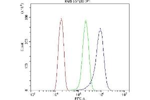anti-Vinculin (VCL) (AA 1-149) antibody