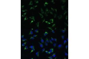 Immunofluorescence analysis of L-929 cells using USP46 Polyclonal Antibody (ABIN7271165) at dilution of 1:100 (40x lens). (USP46 anticorps)