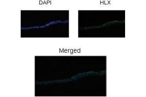 Sample Type: Xenopus Laevis embryo stage 46 gut tissue Primary Dilution: 1:200