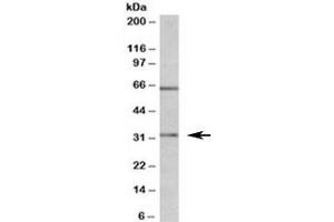 Western blot testing of MOLT4 lysate with Caspase 3 antibody at 1ug/ml. (Caspase 3 anticorps)