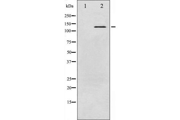 ABL1 anticorps  (pTyr245)