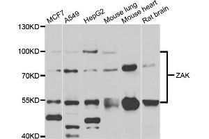 Western blot analysis of extracts of various cell lines, using ZAK antibody.