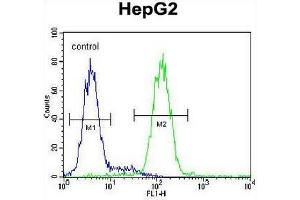 CCDC17 Antibody (C-term) flow cytometric analysis of HepG2 cells (right histogram) compared to a negative control cell (left histogram).