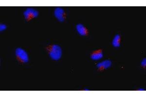 Immunofluorescence (IF) image for anti-Ras-Related GTP Binding C (RRAGC) (full length) antibody (ABIN2452103) (GTR2 anticorps  (full length))