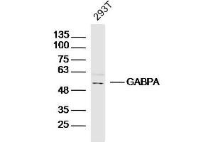 293T lysates probed with GABPA Polyclonal Antibody, Unconjugated  at 1:300 dilution and 4˚C overnight incubation. (GABPA anticorps  (AA 51-150))