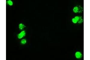 Anti-MYC mouse monoclonal antibody (ABIN2452342) immunofluorescent staining of COS7 cells transiently transfected by pCMV6-ENTRY MYC (RC201611). (c-MYC anticorps)