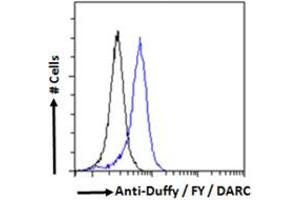 Flow cytometric analysis of paraformaldehyde fixed HEK293 cells (blue line), permeabilized with 0.