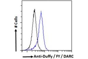 Flow cytometric analysis of paraformaldehyde fixed HEK293 cells (blue line), permeabilized with 0. (DARC anticorps  (N-Term))