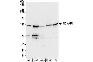 Western Blotting (WB) image for anti-NCK Associated Protein 1 (NCKAP1) (AA 1-50) antibody (ABIN7450480)