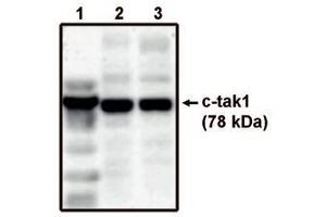 Image no. 1 for anti-MAP/microtubule Affinity-Regulating Kinase 3 (MARK3) antibody (ABIN793597) (MARK3 anticorps)