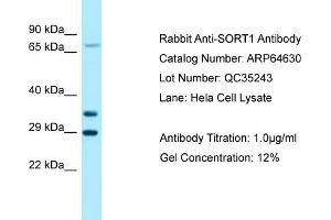 Western Blotting (WB) image for anti-Sortilin 1 (SORT1) (C-Term) antibody (ABIN2789904) (Sortilin 1 anticorps  (C-Term))