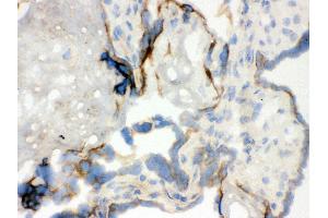 Anti- WASP Picoband antibody, IHC(F) IHC(F): Human Placenta Tissue