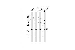 All lanes : Anti-ANC11 Antibody (C-Term) at 1:2000 dilution Lane 1: Hela whole cell lysate Lane 2: PC-3 whole cell lysate Lane 3: T47D whole cell lysate Lane 4: U-2OS whole cell lysate Lysates/proteins at 20 μg per lane. (ANAPC11 anticorps  (AA 56-94))