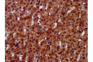 IHC image of ABIN7157790 diluted at 1:300 and staining in paraffin-embedded human adrenal gland tissue performed on a Leica BondTM system. (FUK anticorps  (AA 579-758))