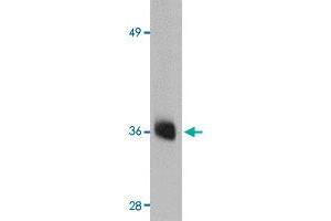 Western blot analysis of AGTR2 in mouse liver tissue lysate with AGTR2 polyclonal antibody  at 0. (Angiotensin II Type 2 Receptor anticorps  (Internal Region))