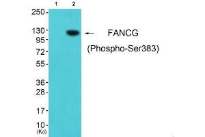Western blot analysis of extracts from cos-7 cells (Lane 2), using FANCG (Phospho-Ser383) Antibody. (FANCG anticorps  (pSer383))