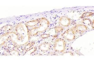 ABIN768583 (7. (NOX1 anticorps  (Internal Region))