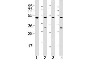 Western blot testing of GATA2 antibody at 1:2000 dilution.
