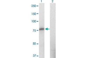 Western Blot analysis of ZNF41 expression in transfected 293T cell line by ZNF41 monoclonal antibody (M09), clone 2F1. (ZNF41 anticorps  (AA 221-321))