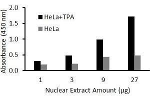 Transcription factor activity assay of Fra2 from nuclear extracts of HeLa cells or HeLa cells treated with TPA (50 ng/ml) for 3 hr with the  FRA-2 Activity Assay Kit.