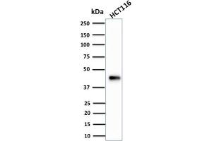 Western Blot Analysis of human HCT116 cell lysate using Cytokeratin 18 Mouse Monoclonal Antibody (KRT18/834).