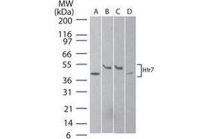 Western blot analysis of Htr7 in A) human brain, B) mouse brain, C) rat brain, and D) human SK-N-SH neuroblastoma cell lysate using Htr7 polyclonal antibody  at 2 ug/mL . (HTR7 anticorps  (AA 13-28))