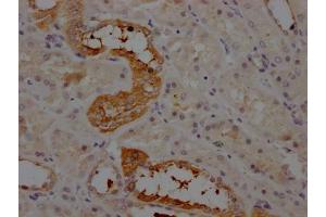 IHC image of ABIN7127340 diluted at 1:100 and staining in paraffin-embedded human kidney tissue performed on a Leica BondTM system.