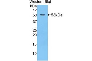 Western blot analysis of recombinant Mouse GZMB. (GZMB anticorps  (AA 16-244))
