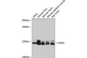 Western blot analysis of extracts of various cell lines, using CISD1 antibody (ABIN6131428, ABIN6138633, ABIN6138634 and ABIN6214526) at 1:1000 dilution. (CISD1 anticorps  (AA 29-108))