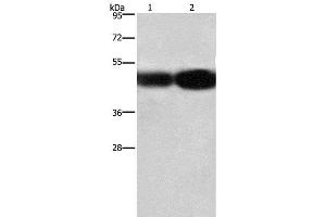 Western Blot analysis of A549 and 231 cell using BSG Polyclonal Antibody at dilution of 1:430 (CD147 anticorps)