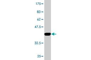 Western Blot detection against Immunogen (33. (RPP14 anticorps  (AA 1-75))
