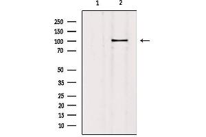 Western blot analysis of extracts from mouse brain, using SLC4A11 Antibody. (SLC4A11 anticorps  (Internal Region))