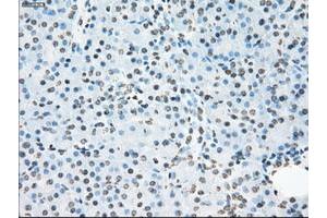 Image no. 10 for anti-P450 (Cytochrome) Oxidoreductase (POR) antibody (ABIN1497746) (POR anticorps)