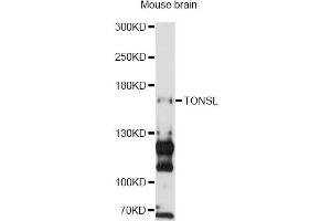 Western blot analysis of extracts of mouse brain, using TONSL antibody (ABIN6293687) at 1:3000 dilution. (NFKBIL2 anticorps)