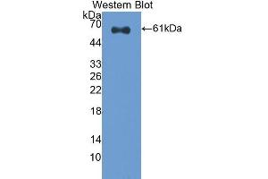 Western Blotting (WB) image for anti-Caspase 14, Apoptosis-Related Cysteine Peptidase (CASP14) (AA 1-257) antibody (ABIN1858239) (CASP14 anticorps  (AA 1-257))