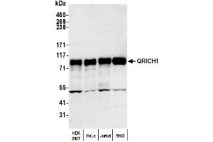 anti-Glutamine-Rich 1 (QRICH1) (AA 250-300) antibody
