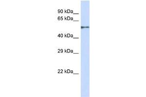 Western Blotting (WB) image for anti-Zinc Finger Protein 44 (ZNF44) (N-Term) antibody (ABIN2787526) (Zinc Finger Protein 44 anticorps  (N-Term))