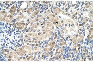 Human kidney (SLC9A9 anticorps  (C-Term))