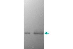 Western Blot of SNCA monoclonal antibody, clone 2A7  on recombinant SNCA (left lane) and crude extract of mouse brain (right lane, courtesy Rogan Tinsley, Howard Florey Institute, University of Melbourne). (SNCA anticorps)