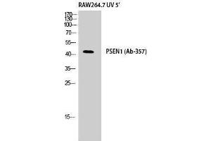 Western Blotting (WB) image for anti-Presenilin 1 (PSEN1) (Ser45), (Thr41) antibody (ABIN3186557) (Presenilin 1 anticorps  (Ser45, Thr41))