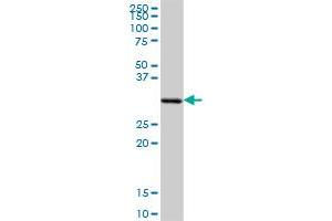 SFXN1 MaxPab polyclonal antibody.
