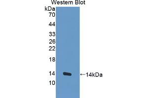 Figure. (MUC3B anticorps  (AA 836-931))