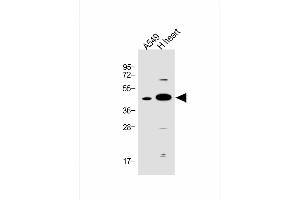 All lanes : Anti-FSTL1 Antibody (C-term) at 1:1000 dilution Lane 1: A549 whole cell lysate Lane 2: human heart lysate Lysates/proteins at 20 μg per lane. (FSTL1 anticorps  (C-Term))