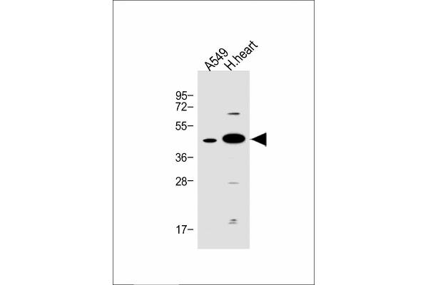 FSTL1 Antikörper  (C-Term)