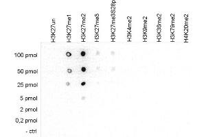anti-Histone Cluster 1, H3a (HIST1H3A) (H3K27me2) antibody