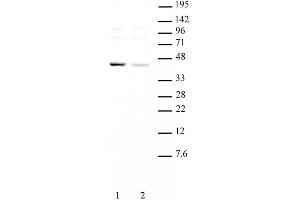 KLF6 pAb tested by Western blot. (KLF6 anticorps  (Internal Region))