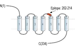 anti-Bradykinin Receptor B1 (BDKRB1) (AA 202-214), (Extracellular), (Loop 2) antibody (FITC)